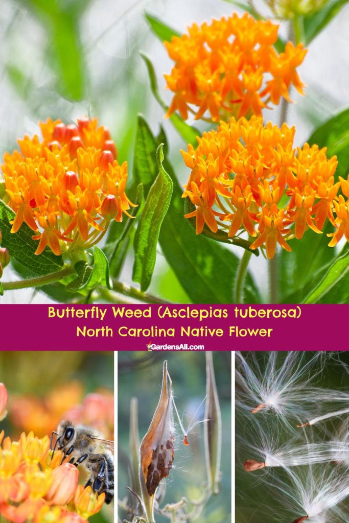 Butterfly Weed (Asclepias tuberosa), North Carolina Native Flower