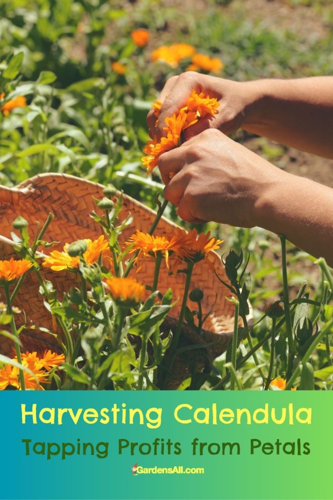 Hand harvesting calendula flowers.