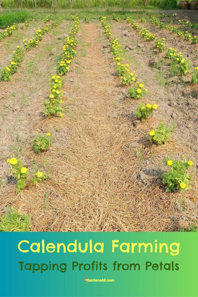 Calendula Farming - new plants in field.