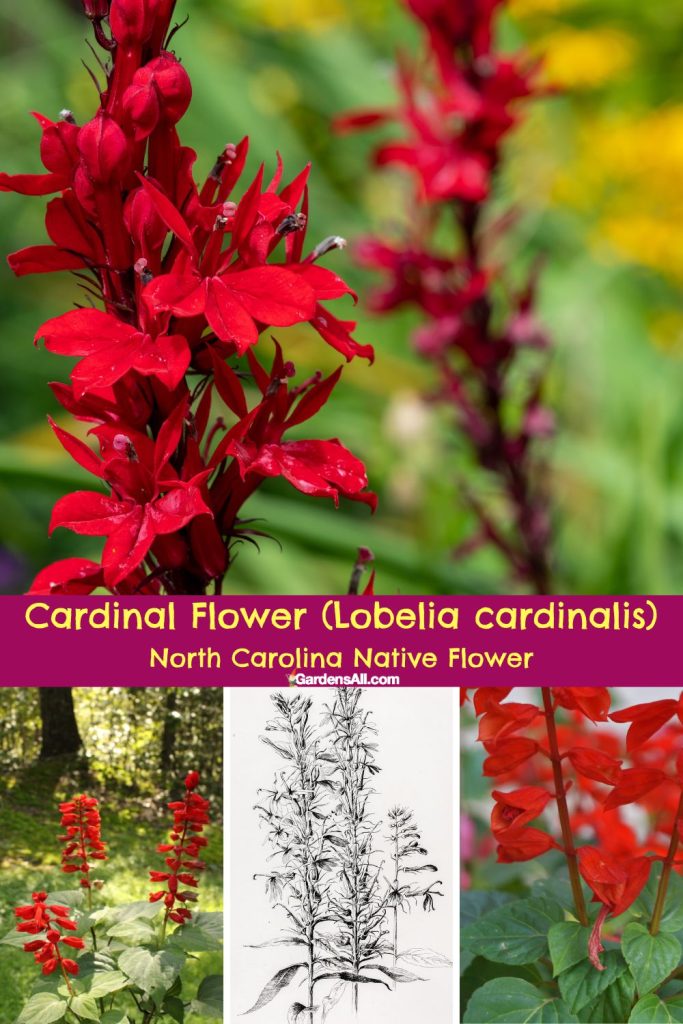Cardinal Flower Lobelia cardinalis, NC native flower.