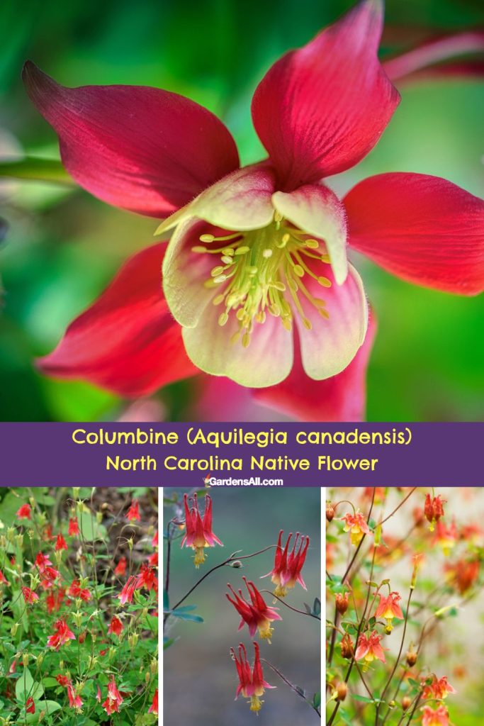 Columbine (Aquilegia canadensis), North Carolina Native Flower