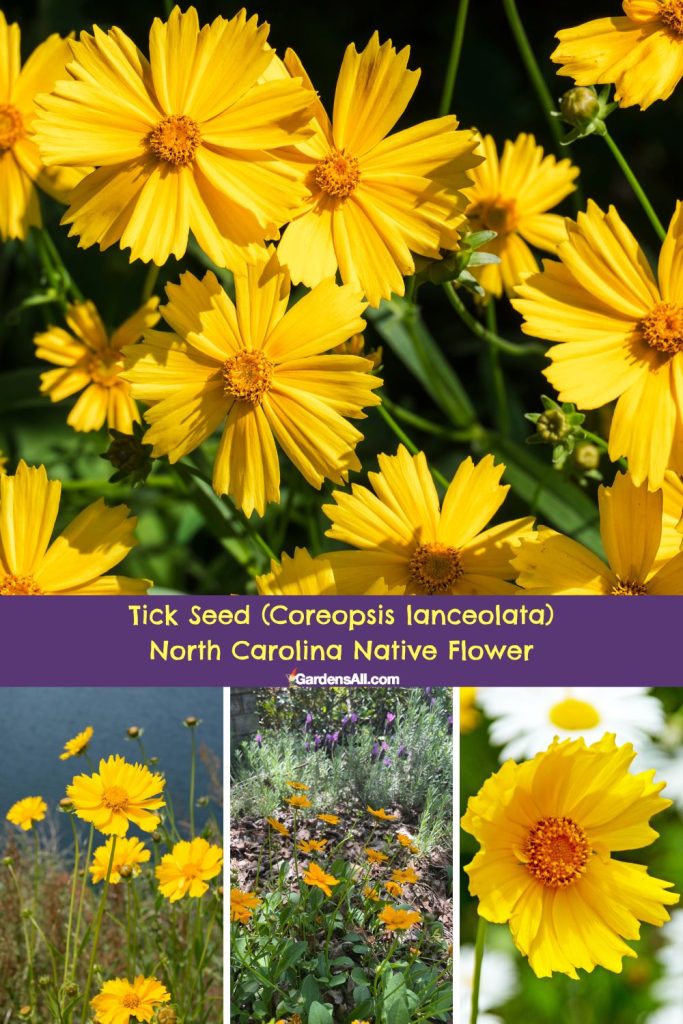 Coreopsis (Coreopsis lanceolata), Native Flower of North Carolina