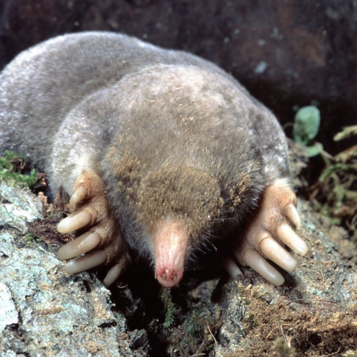 Eastern Mole-common mole-Scalopus aquaticus-closeup