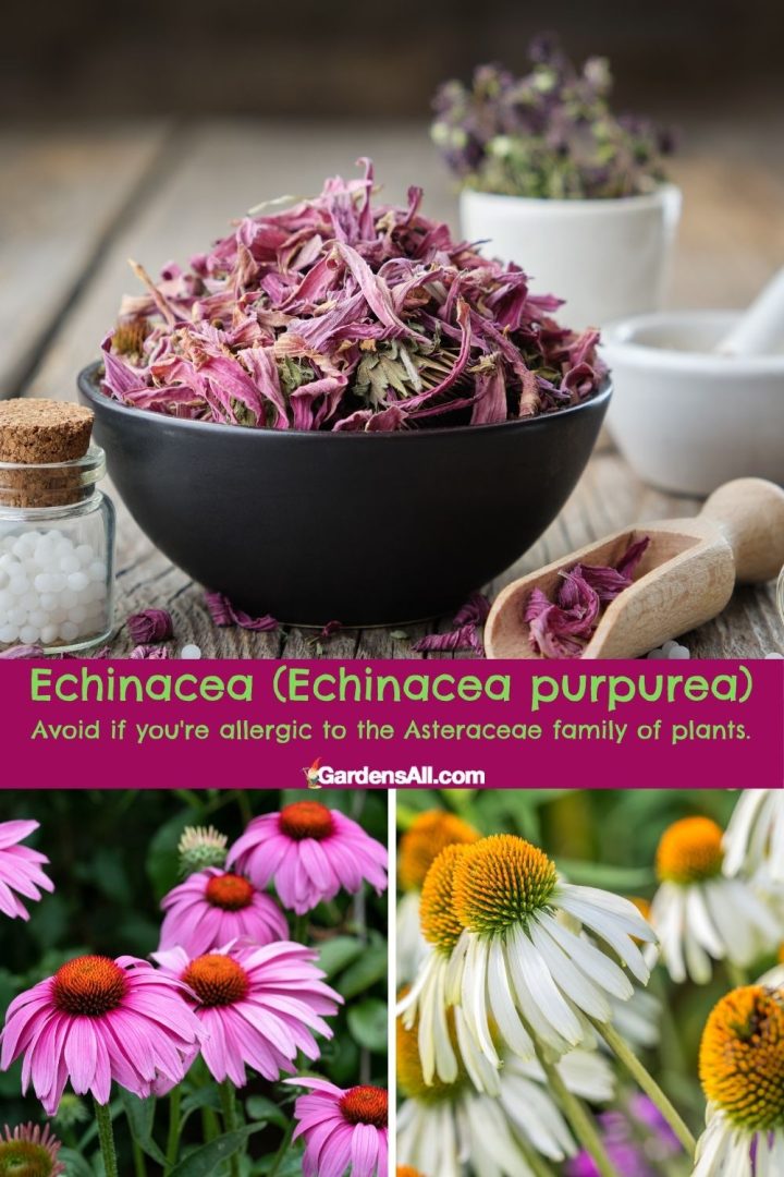 11 Herbs That Help With Seasonal Allergies & Sinus Problems