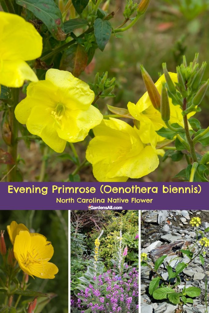 Evening Primrose (Oenothera biennis) North Carolina Native Flower