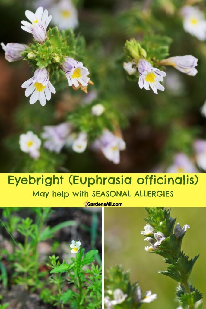 Eyebright (Euphrasia officinalis) May help with seasonal allergies.