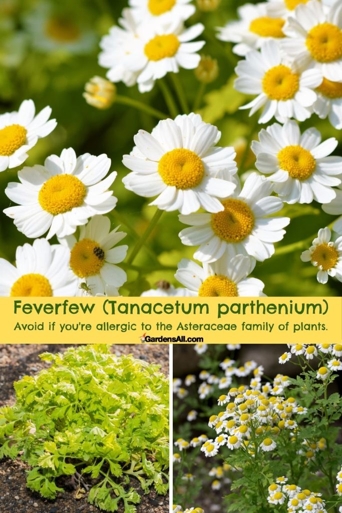 Feverfew (Tanacetum parthenium) May help with seasonal allergies. AVOID if you're allergic to the Asteraceae family.