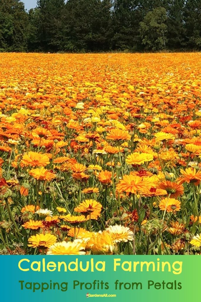 Calendula farming - field of flowers