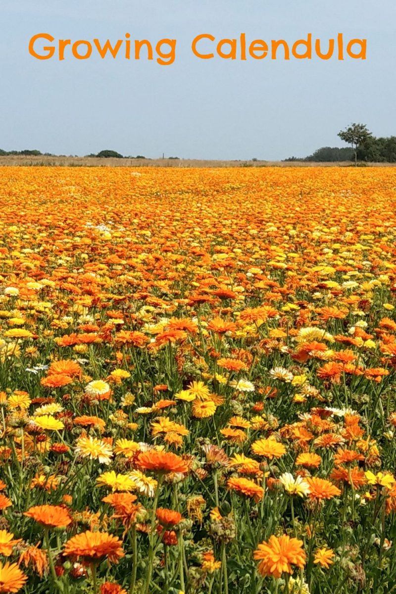 Growing Calendula A Comprehensive Guide on How to by Hardiness Zone