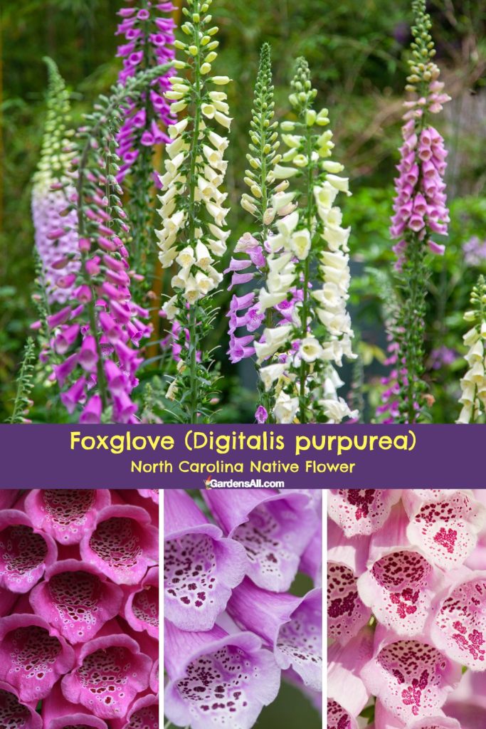 Foxglove (Digitalis purpurea) North Carolina Native Flower
