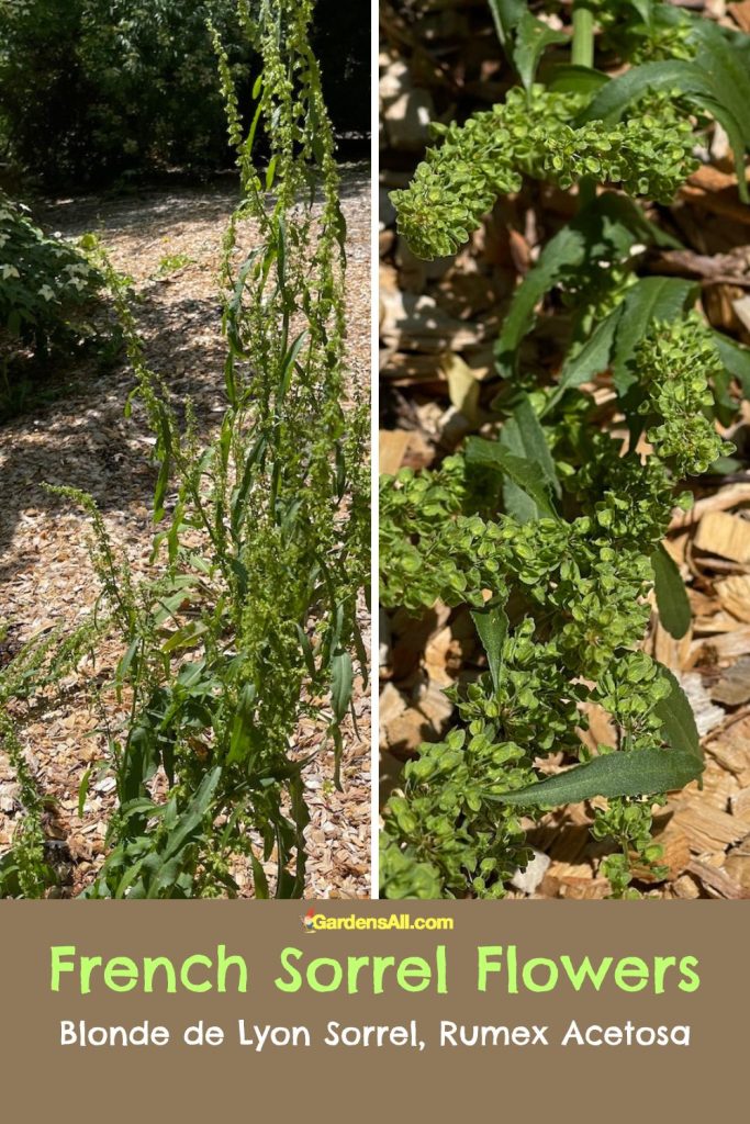 French Sorrel Flowers of the Blonde de Lyon Sorrel, Rumex acetosa. Image by GardensAll.com