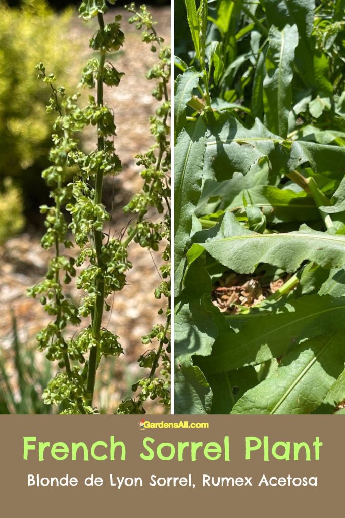 French Sorrel Plant - Blonde de Lyon Sorrel, Rumex Acetosa. Image by GardensAll.com