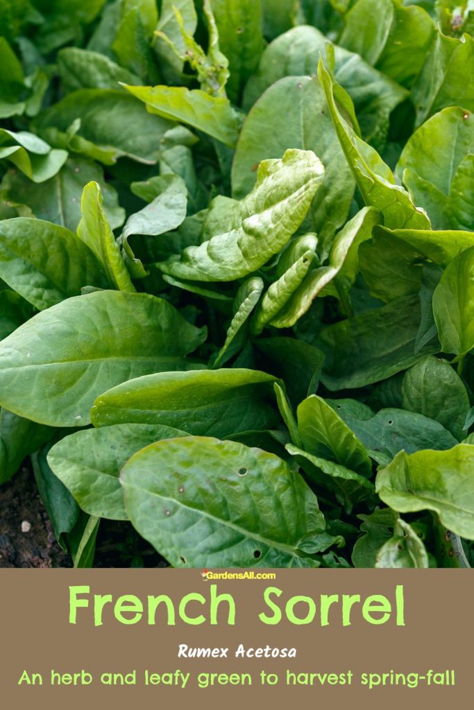 French sorrel is an herb and leafy green that can be harvested spring-fall in temperate climates.