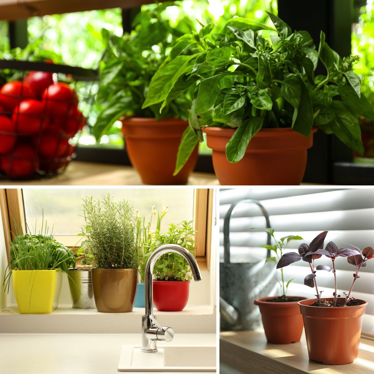 Growing Basil Indoors in Pots Year Round is Possible! GardensAll