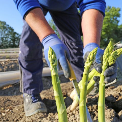 Harvesting Asparagus: When and How to Harvest Asparagus by Zone