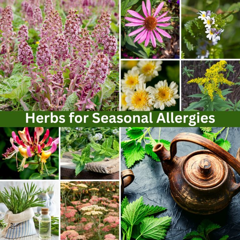11 Herbs That Help With Seasonal Allergies & Sinus Problems