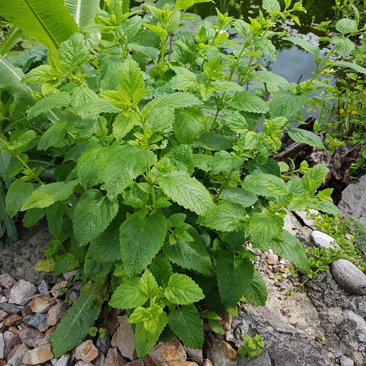 When and How to Harvest Lemon Balm for Best Results GardensAll