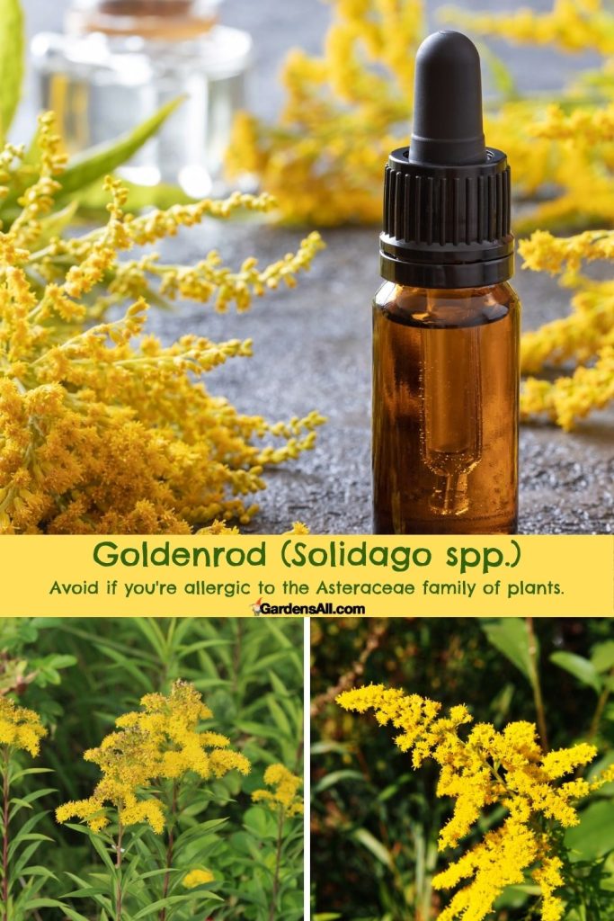Goldenrod (Solidago spp.) may help with seasonal allergies. AVOID if you're allergic to the Asteraceae family.