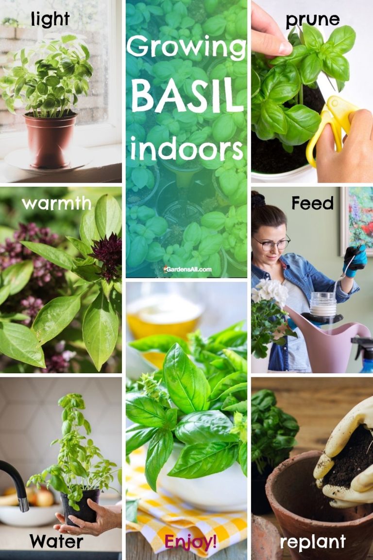 Growing Basil Indoors in Pots Year Round is Possible! GardensAll