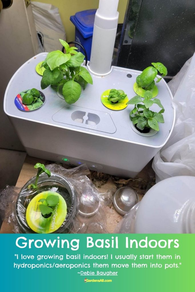 Growing Basil Indoors in Pots Year Round is Possible! GardensAll