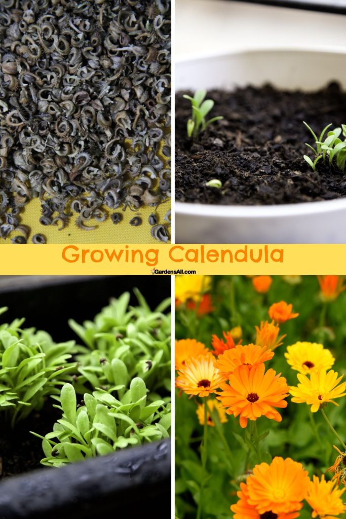 Growing calendula from seed, to seedlings, to flowers.