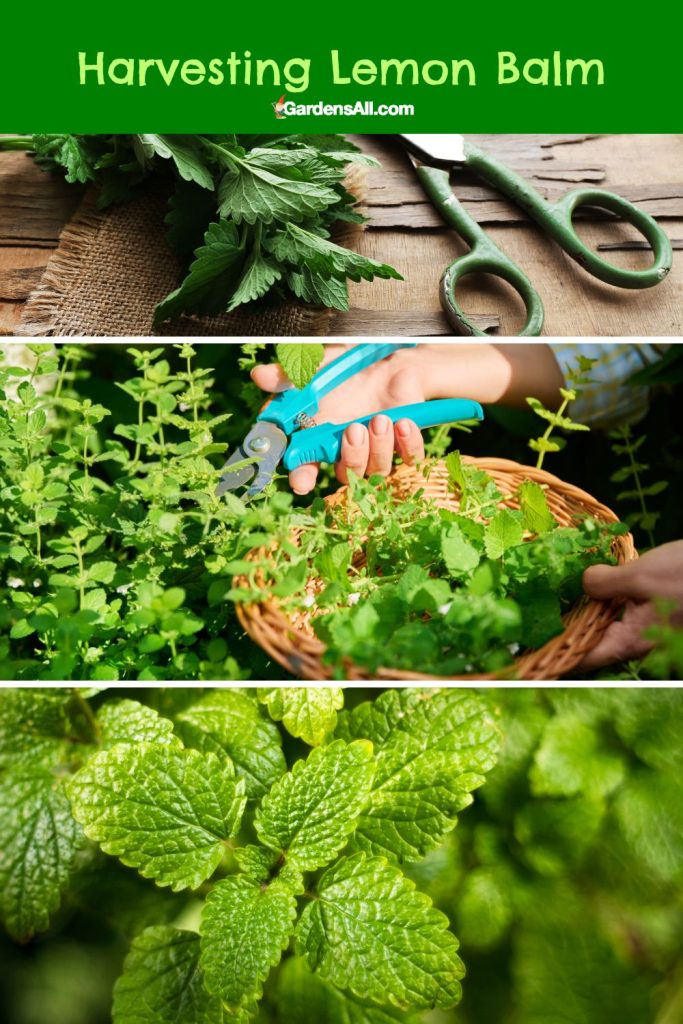 When And How To Harvest Lemon Balm For Best Results GardensAll