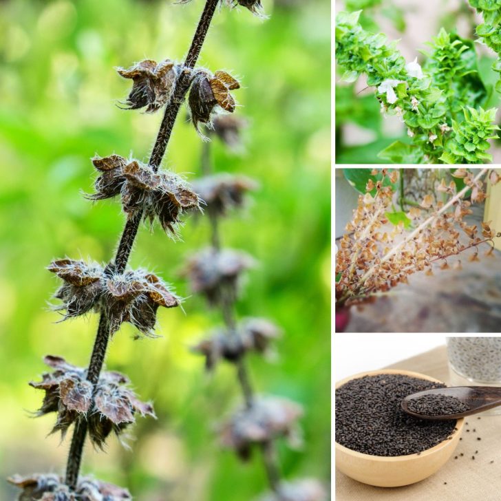 Harvesting Sweet Basil Seeds