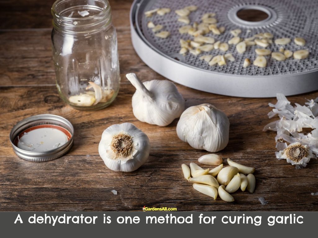 A dehydrator is one method for curing garlic more quickly but care must be taken at lowest temp not to dehydrate versus cure.