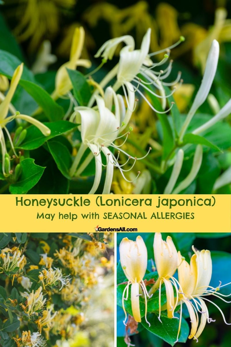 11 Herbs That Help With Seasonal Allergies & Sinus Problems