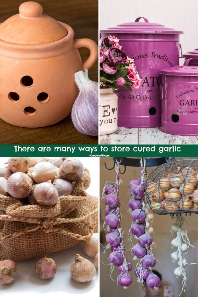 There are many ways to store cured garlic 