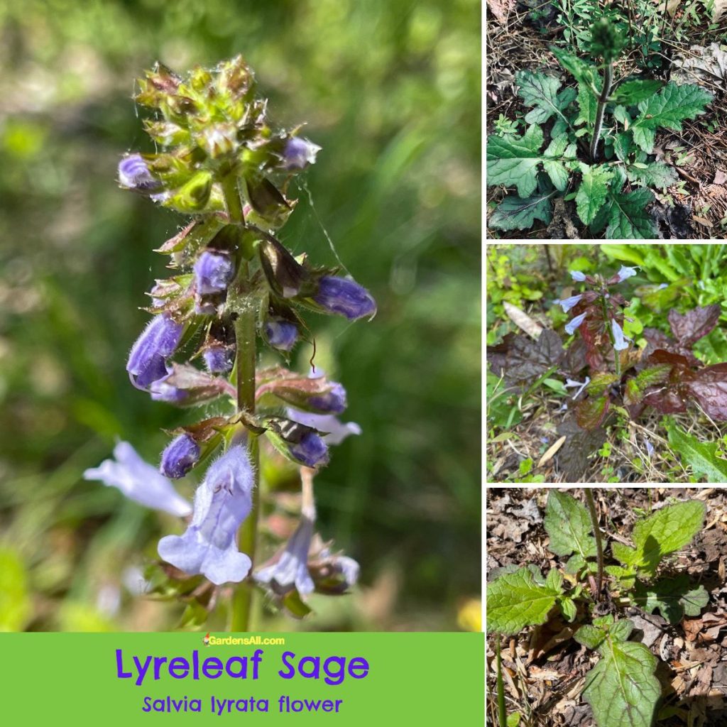 Lyreleaf Sage an Ornamental, Edible Plant With Ethnobotanical Uses
