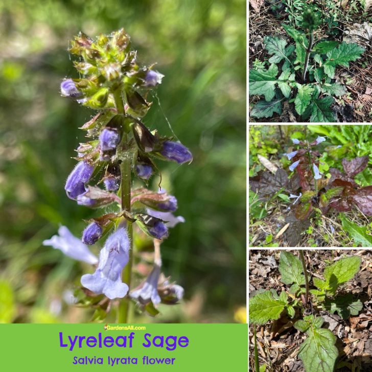 Lyreleaf Sage Salvia lyrata flower, leaves, plant