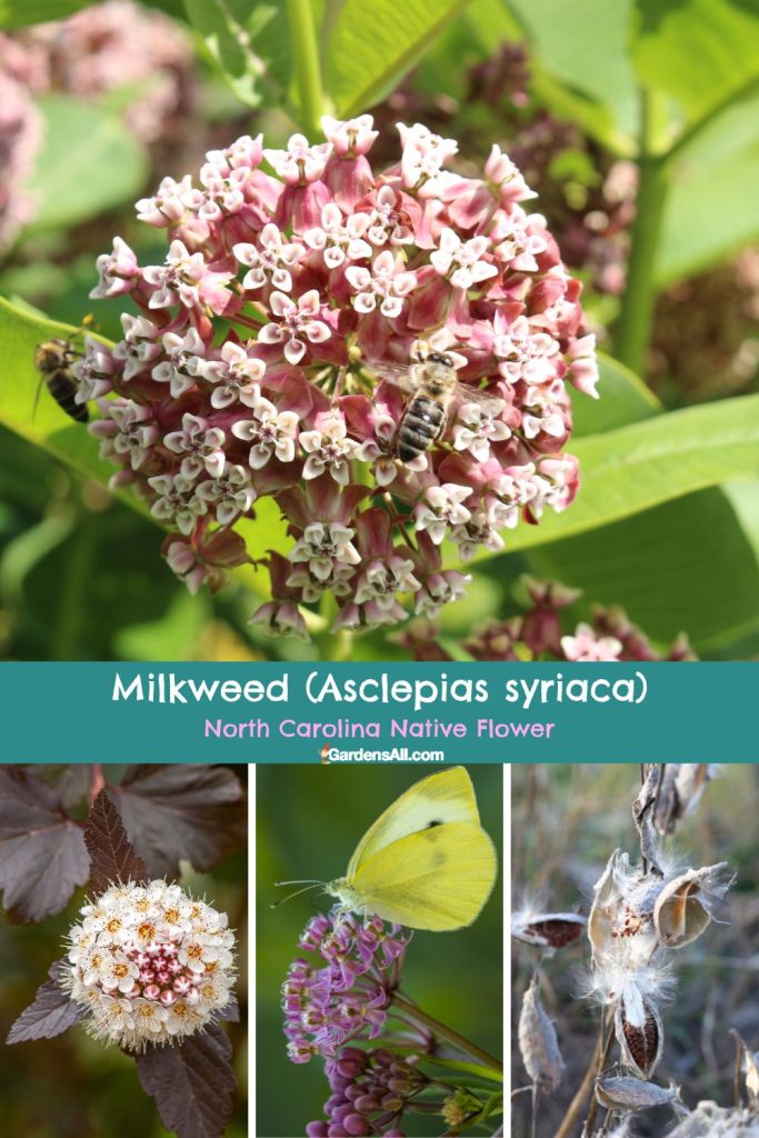 Milkweed (Asclepias syriaca) North Carolina Native Flower