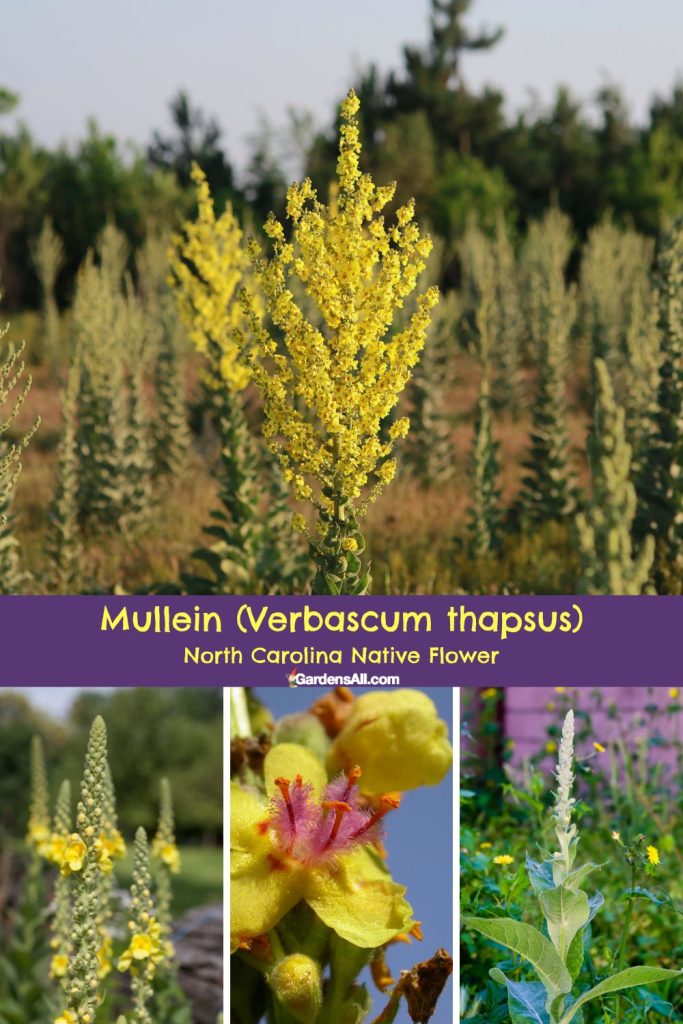 Mullein (Verbascum thapsus) North Carolina Native Flower