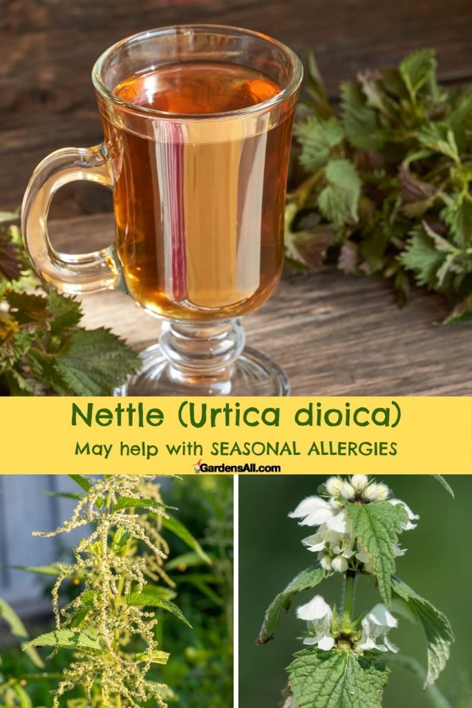 Nettle (Urtica dioica) for seasonal allergies. 