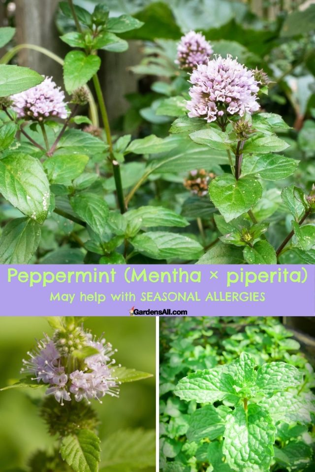 11 Herbs That Help With Seasonal Allergies & Sinus Problems