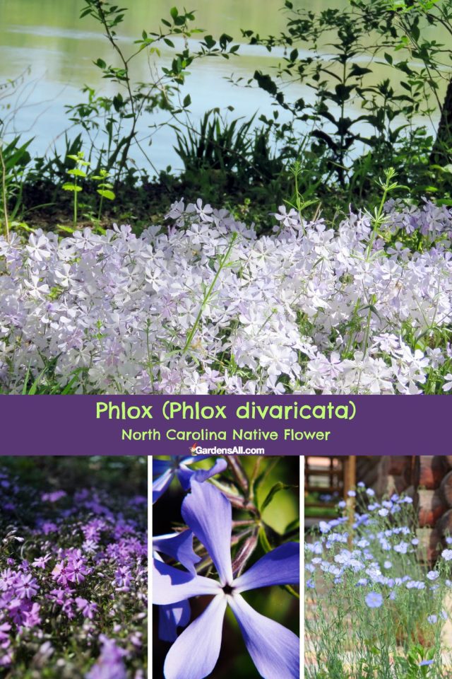 BEST FLOWERS TO PLANT IN FALL IN NORTH CAROLINA visual data 8