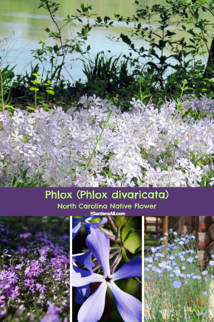 Phlox (Phlox divaricata) North Carolina Native Flower.