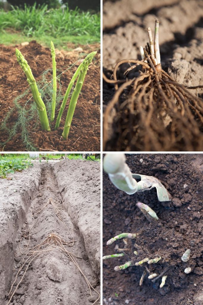 Asparagus growing season and when to plant asparagus by zone
