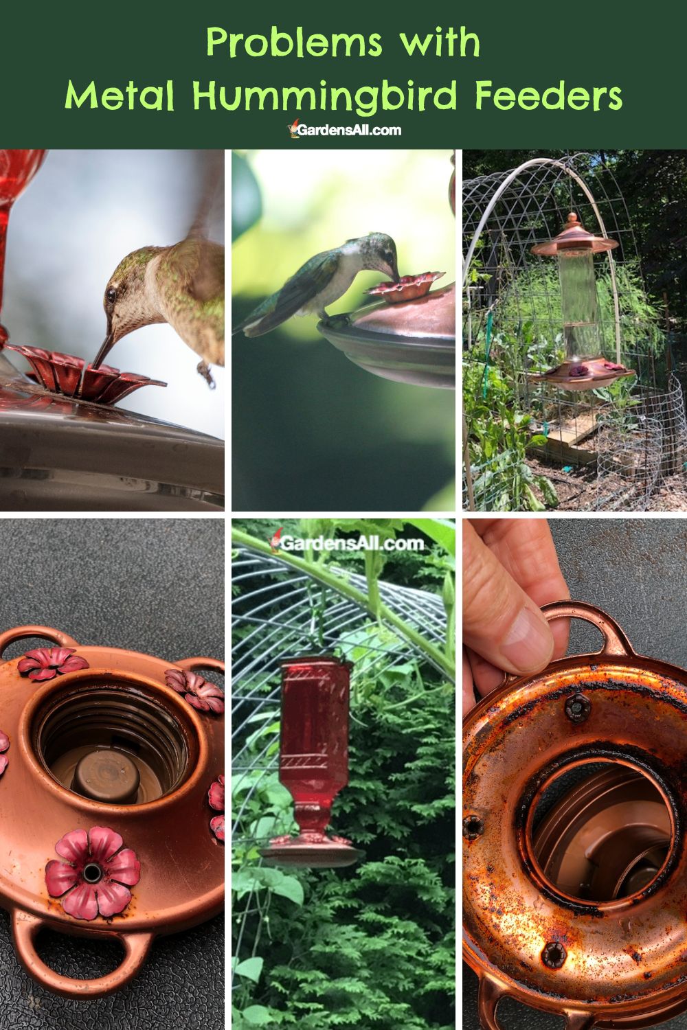 Reasons To Avoid Using Metal Hummingbird Feeders Here's Why GardensAll