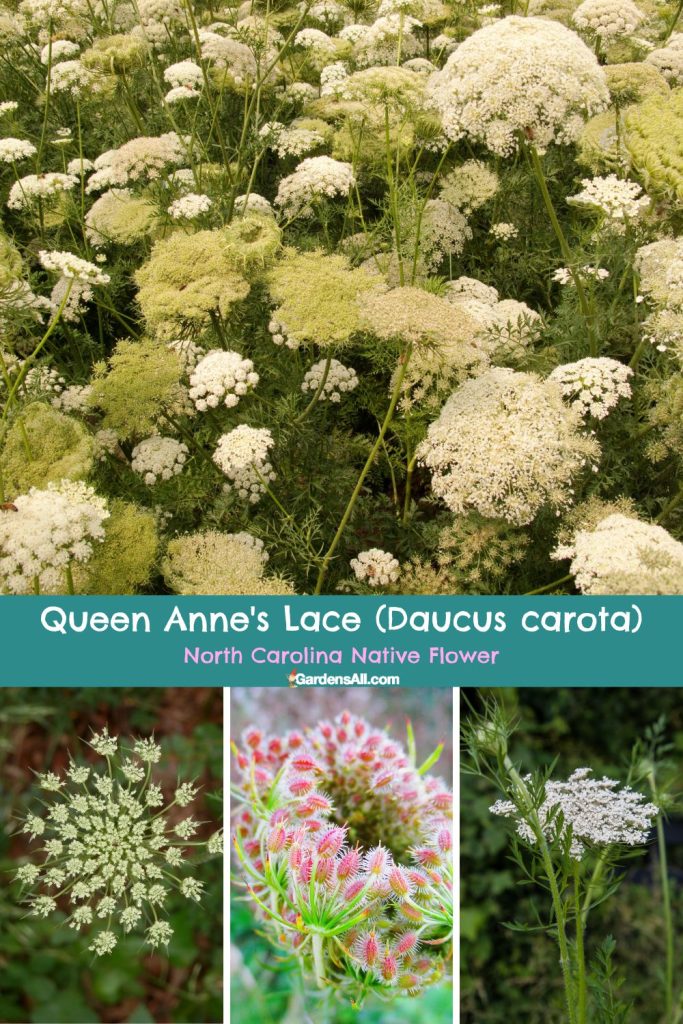 Queen Anne's Lace (Daucus carota) North Carolina Native Flower