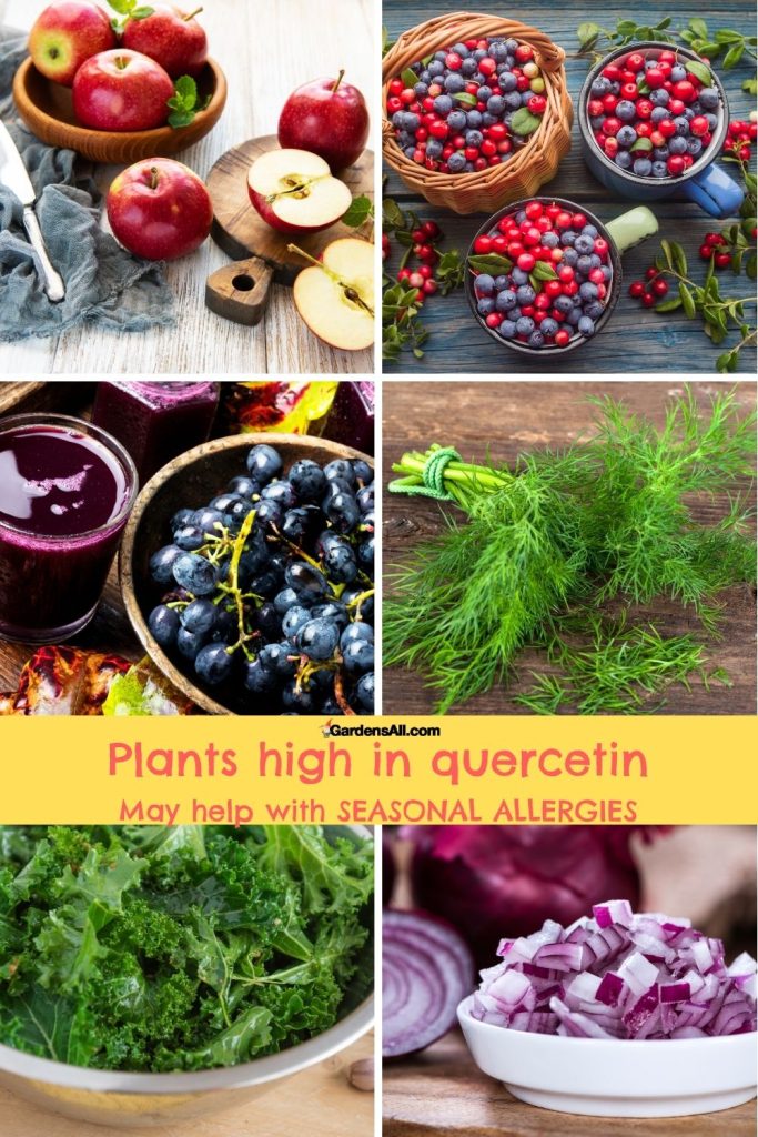 Quercetin has been found to be helpful for seasonal allergies. These are a few high quercetin foods.

