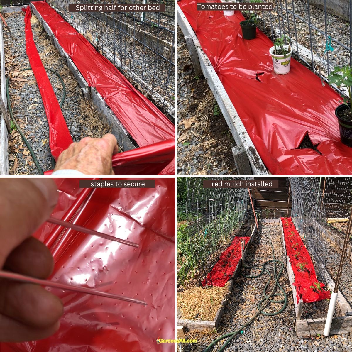 Red Plastic Mulch for Tomatoes Pros and Cons GardensAll