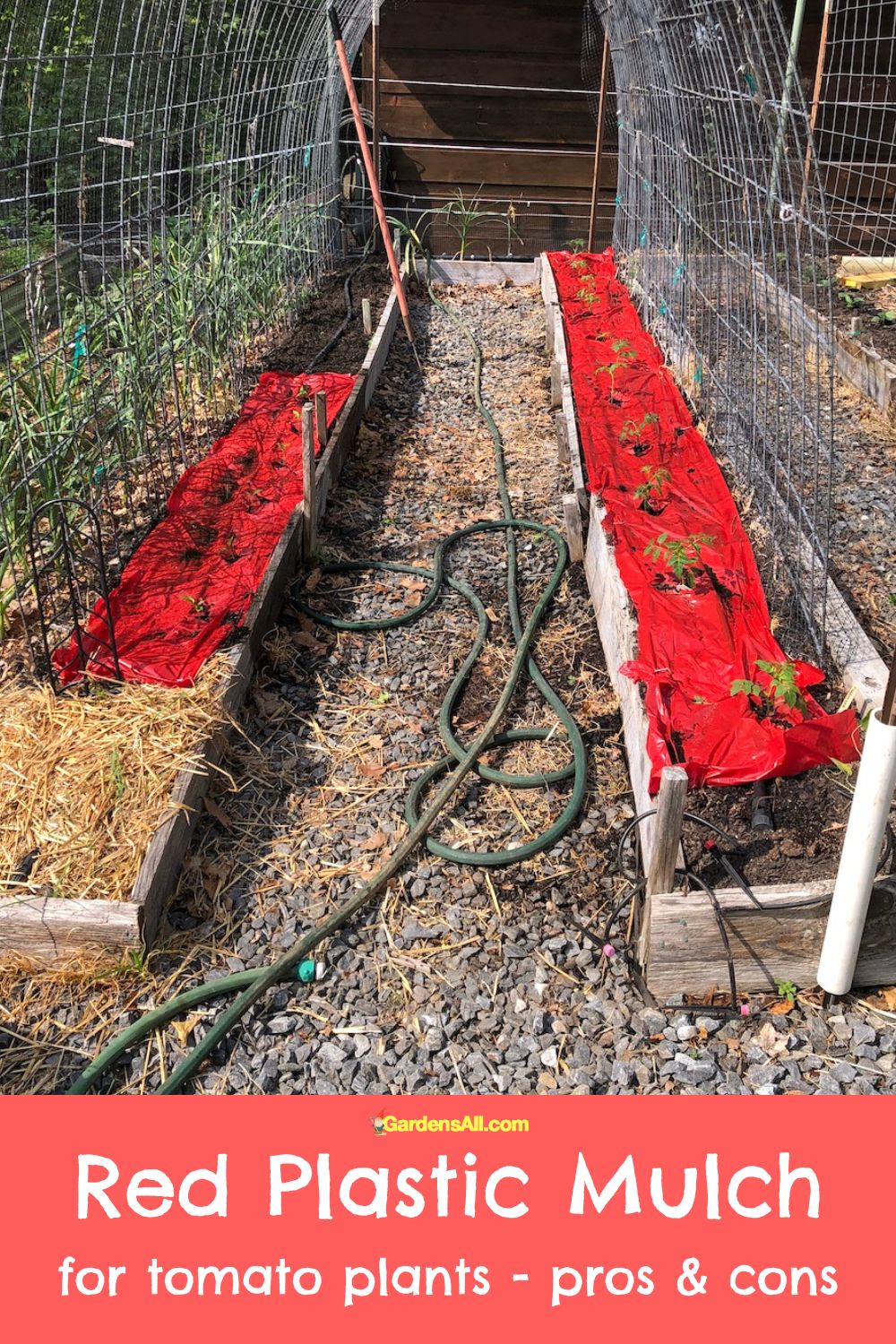 Red Plastic Mulch for Tomatoes Pros and Cons GardensAll