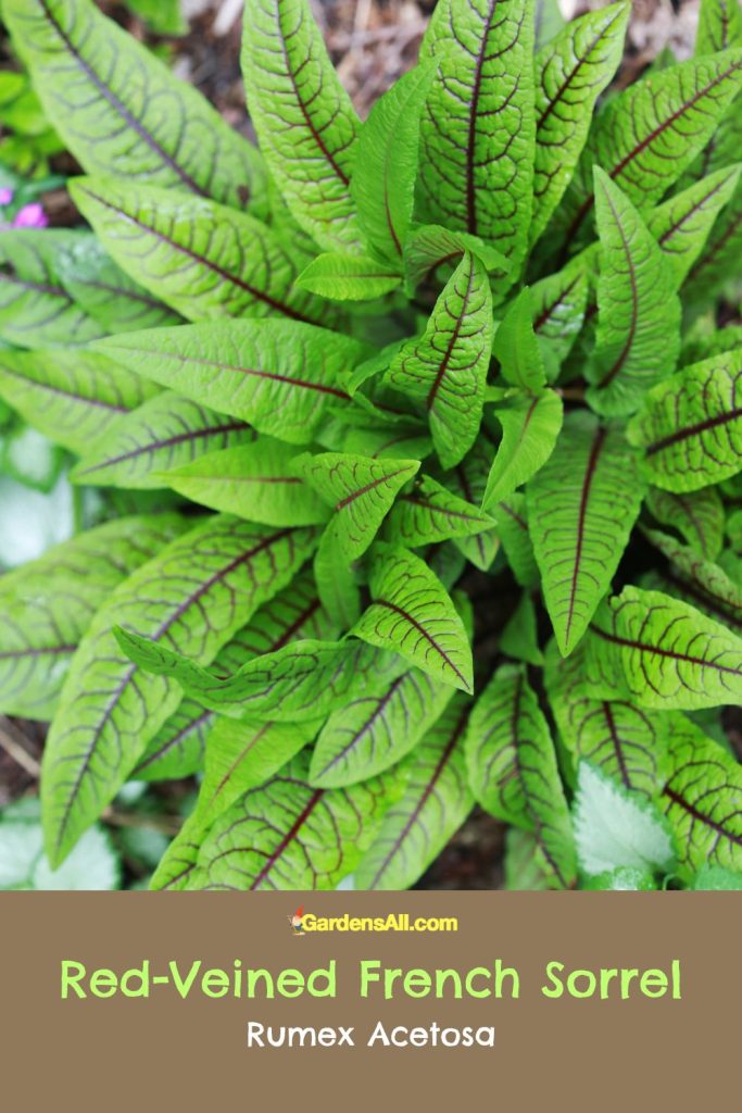 Red-veined French Sorrel, Rumex acetosa
