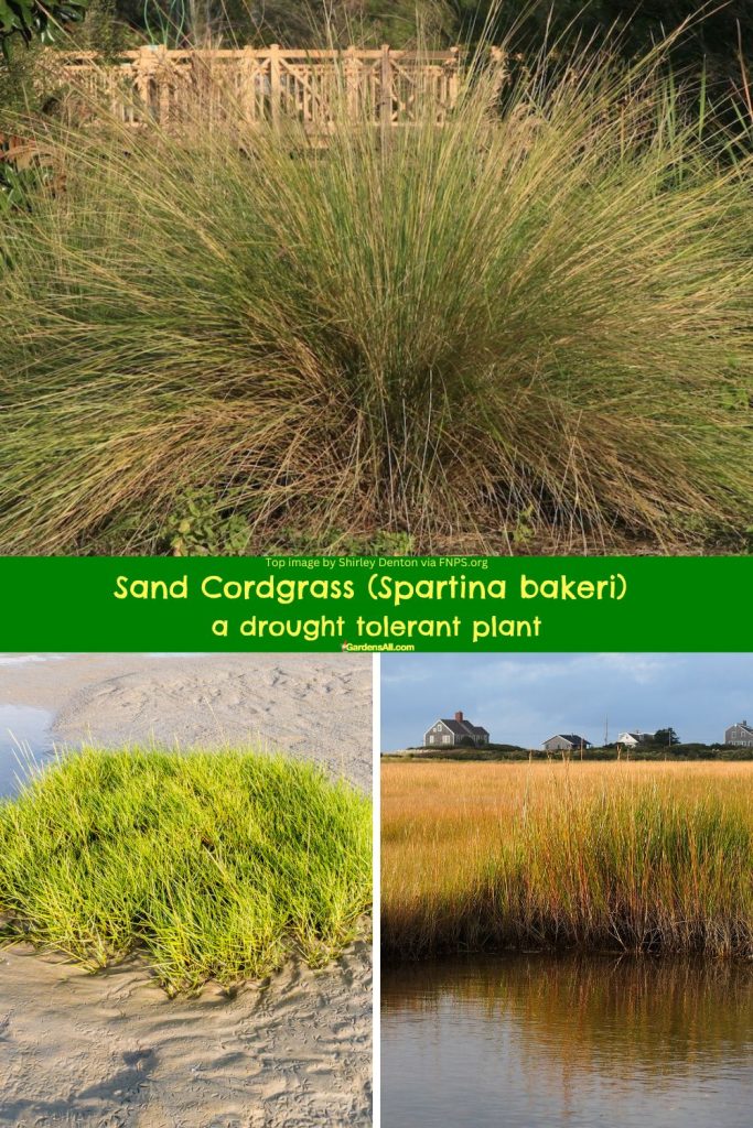 Sand Cordgrass, Spartina bakeri, drought tolerant plant