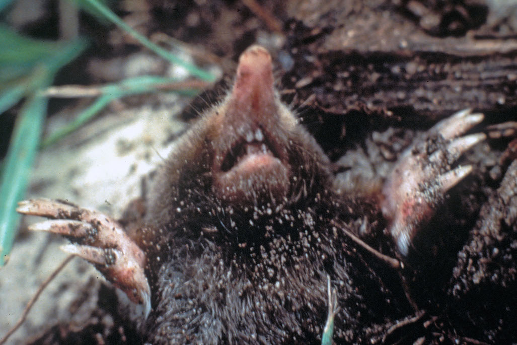 What Do Moles Eat in the Yard and Garden? GardensAll