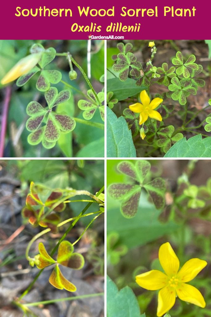 Oxalis dillenii, AKA Southern Wood Sorrel GardensAll