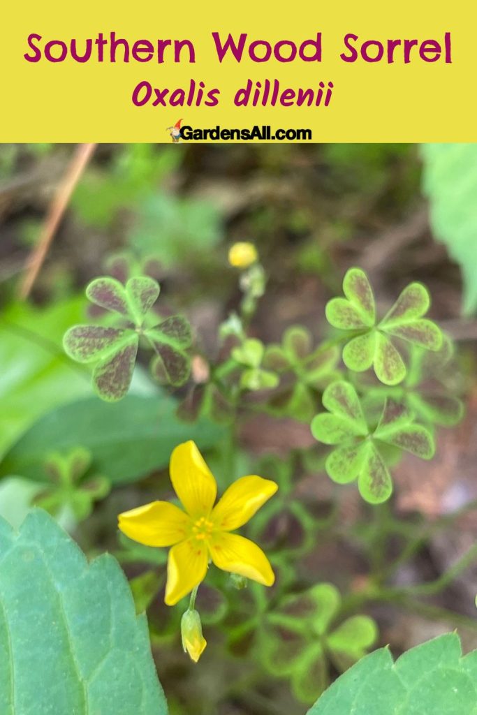 Southern wood sorrel-oxalis dillenii pin
