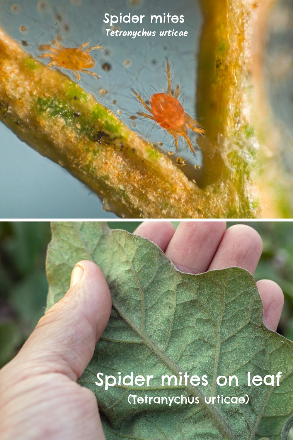 Effective Spider Mite Predators to Deploy in the Garden